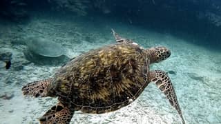 Hawaiian Sea Turtle