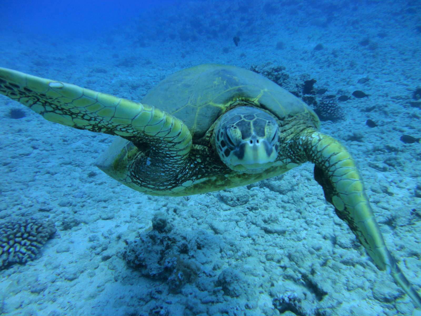 Scuba diving in Honolulu