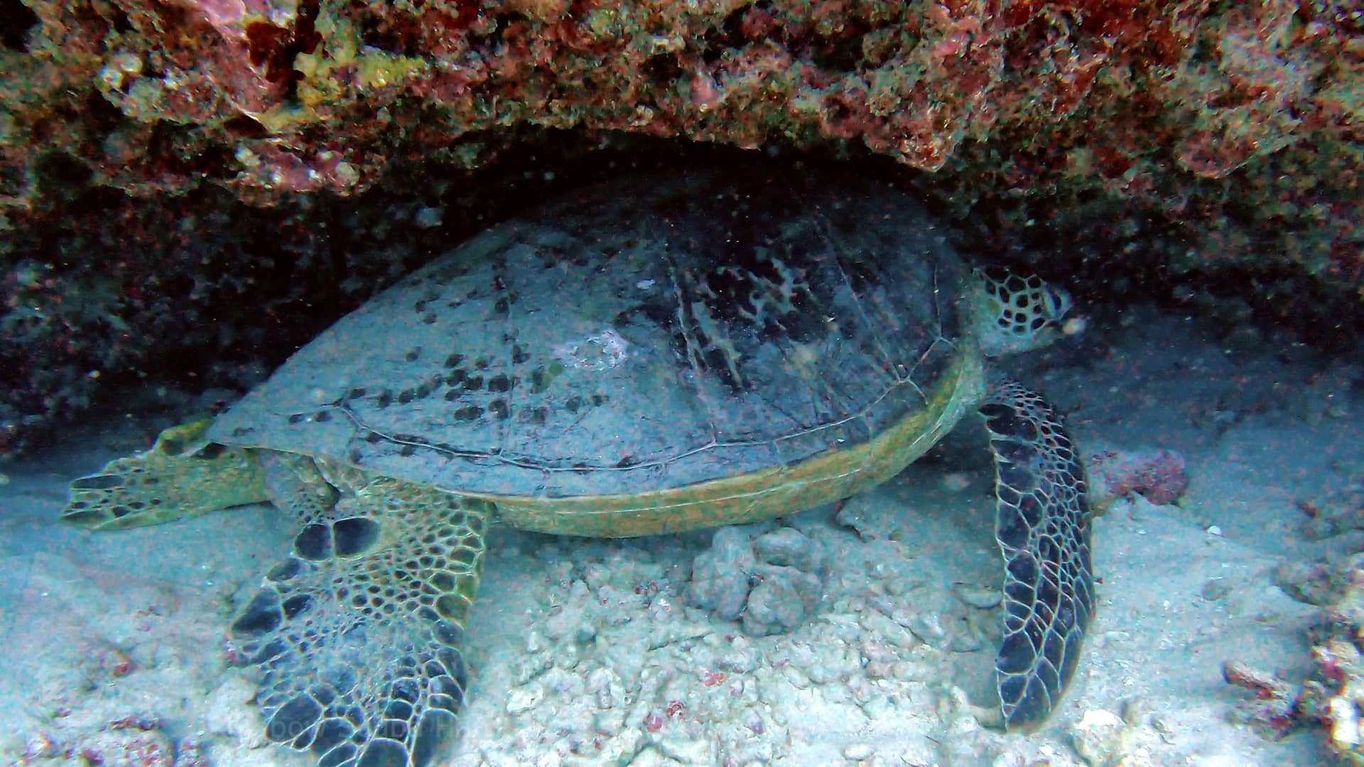 diver buoyancy control in honolulu