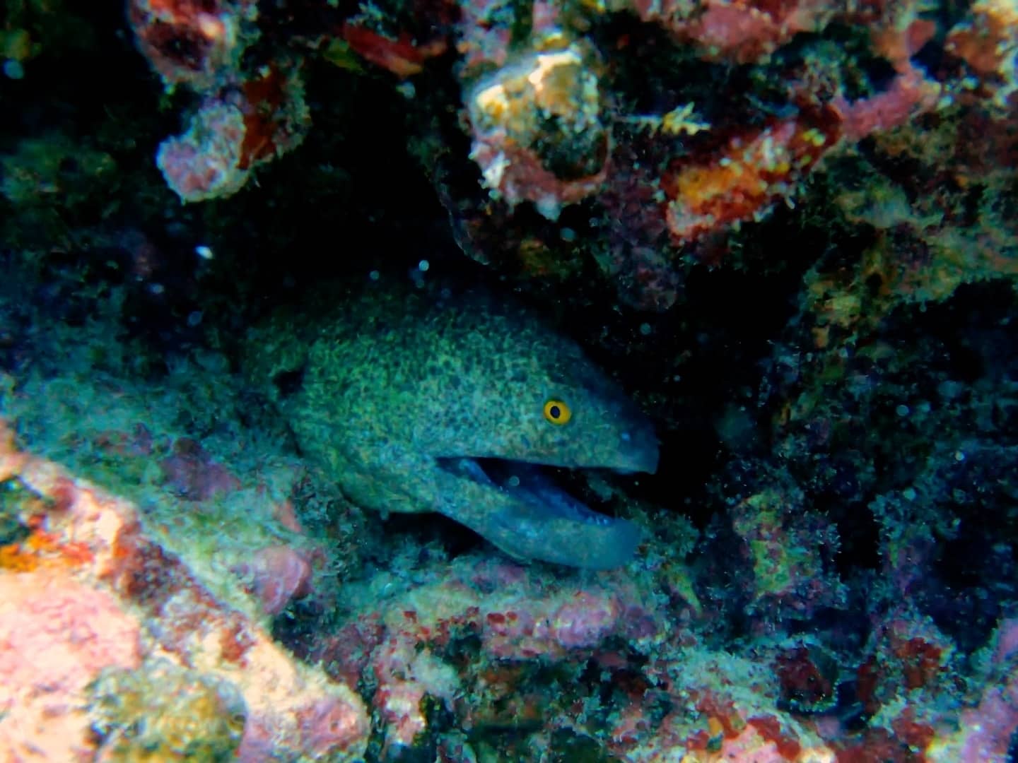 scuba diving honolulu 09-10-2021