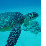 Hawaii Scuba Diving Sites, Dive Locations