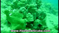 Hawaii Scuba divng 34