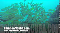 Hawaii Scuba divng 28