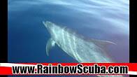 Hawaii Scuba divng 24