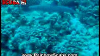 Hawaii Scuba divng 12